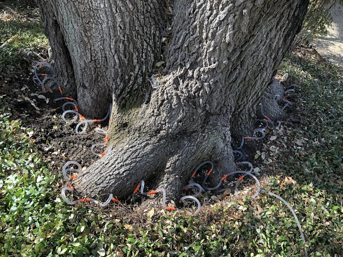 Detailed Tree Cabling and Bracing job site in Wrights