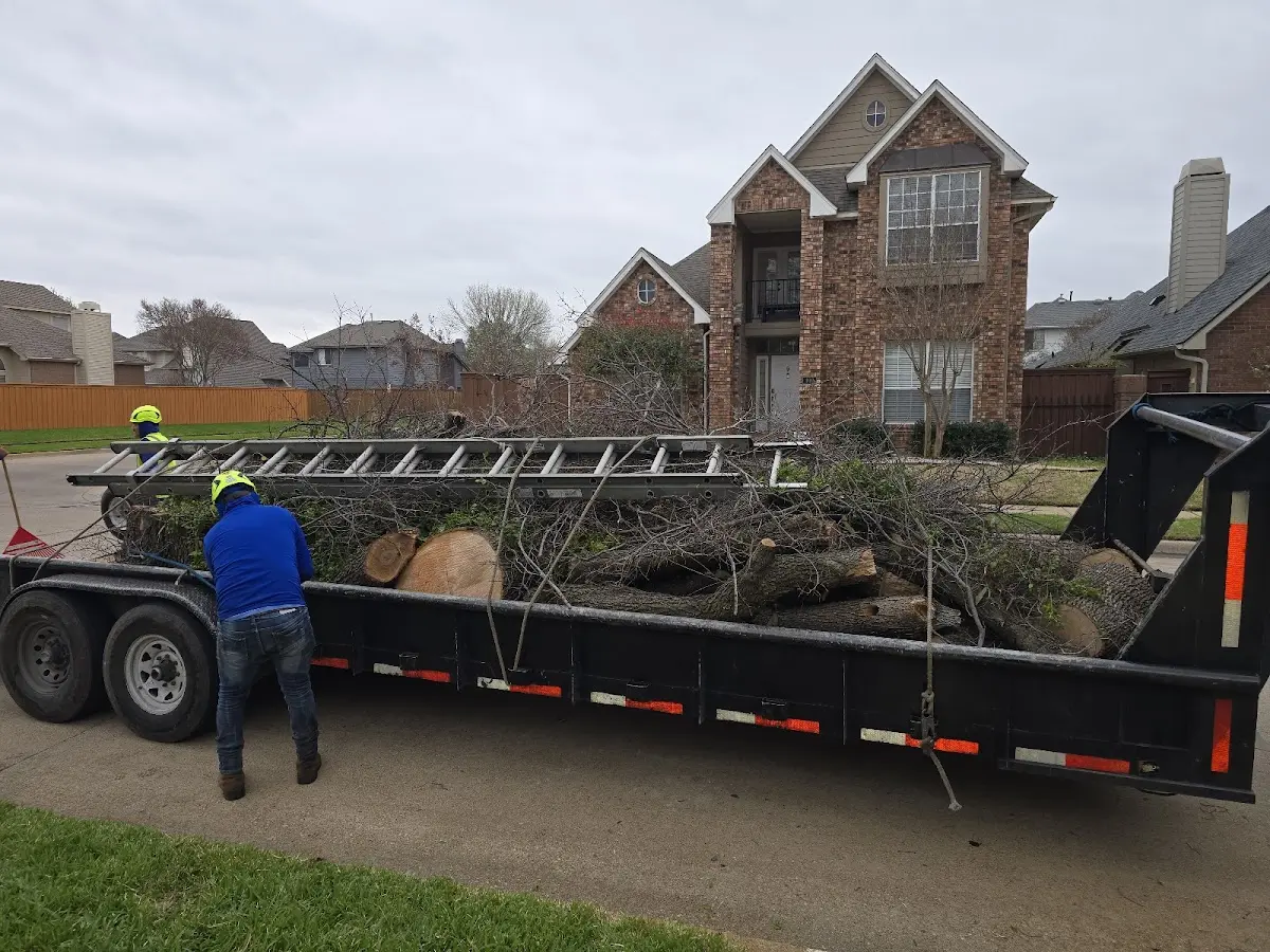 Expert Tree Removal with proper safety equipment in Wrights